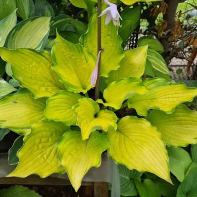 Hosta 'Django' Hosta 'Django'